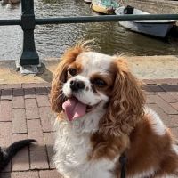 Hondenoppas werk Amsterdam: baasje van Louis