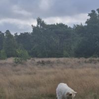 Hondenoppas Bilthoven: Dana 