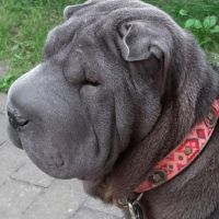 Hondenoppas werk Zoetermeer: baasje van Jayla