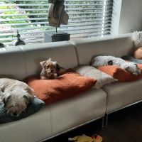 Hondenoppas werk Geleen: baasje van Djana, Djalou, Djulan, Djazzy