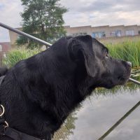 Hondenoppas werk Almere: baasje van Toby