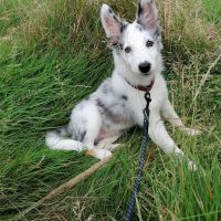 Hondenoppas werk Sneek: baasje van Lani