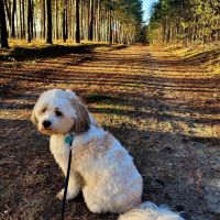 Hondenoppas werk Nieuw-Vennep: baasje van Pukkie