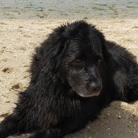 Hondenoppas werk Poortugaal: baasje van Lara