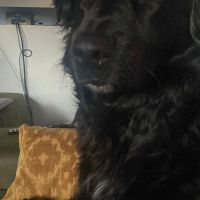 Hondenoppas werk Waddinxveen: baasje van Hulk