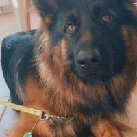 Hondenoppas werk Deurne: baasje van Jax