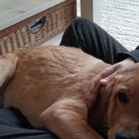Hondenoppas werk Delft: baasje van Senna