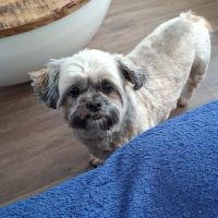 Hondenoppas werk Naarden: baasje van Charlie 