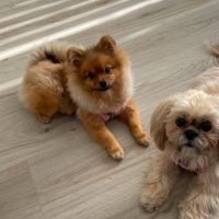 Hondenoppas werk Amsterdam: baasje van Zuki en Joy