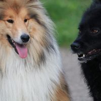 Hondenoppas adres Zoetermeer: Coco en Mila
