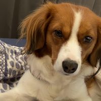 Hondenoppas werk Almere: baasje van Zita