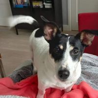 Hondenoppas werk Alkmaar: baasje van Pip