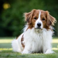 Hondenopvang Deventer: Ria