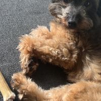 Hondenoppas werk Nijmegen: baasje van Milo