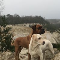 Hondenuitlaatservice Landgraaf: Anke