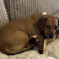 Hondenoppas werk Spijkenisse: baasje van Abby
