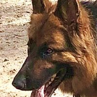 Hondenoppas werk Apeldoorn: baasje van Asha