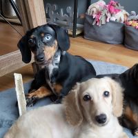 Hondenoppas werk Heerhugowaard: baasje van Skye, Lily-Rose, En een pup
