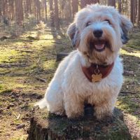 Hondenoppas werk Nijmegen: baasje van Louie 