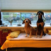 Hondenoppas werk Gouda: baasje van Chico en Chula