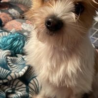 Hondenoppas werk Leeuwarden: baasje van Scooby 