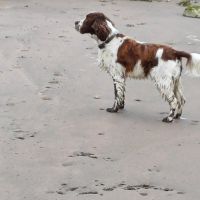 Hondenoppas werk Deventer: baasje van Guus