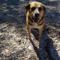 Hondenoppas werk Maarssen: baasje van Tucker