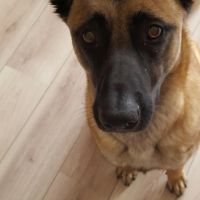 Hondenoppas werk Almere: baasje van Ayla