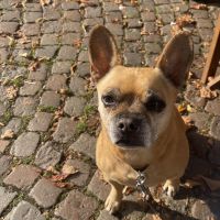 Hondenoppas werk Utrecht: baasje van Sem