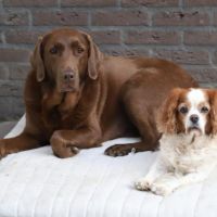 Hondenoppas Hierden: Voornaam 