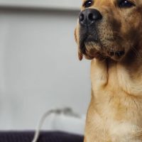 Hondenoppas Zuidhorn: Jonna