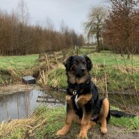 Hondenoppas werk Utrecht: baasje van Belle