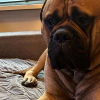 Hondenoppas werk Amstelveen: baasje van Hennie