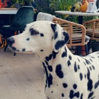 Hondenoppas werk Eindhoven: baasje van Kato