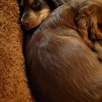 Hondenoppas werk Heelsum: baasje van Bruce & Milo