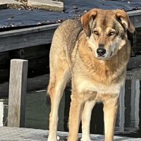 Hondenoppas werk Aalsmeer: baasje van Benji