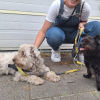 Hondenopvang Haarlem: Michelle