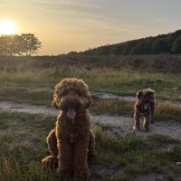 Hondenoppas De Meern: Sanne