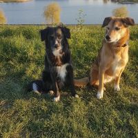 Hondenoppas werk De Meern: baasje van Jack en Russell 