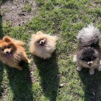 Hondenoppas werk Lelystad: baasje van Pommy, Troy, Mello en Rambo