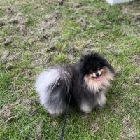 Hondenoppas werk Lelystad: baasje van Pommy
