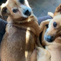 Hondenoppas werk Gouda: baasje van Balou en mila