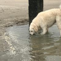 Hondenoppas werk Veenendaal: baasje van Lex