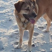 Hondenoppas werk Arnhem: baasje van Snoop