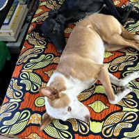 Hondenoppas werk Den Haag: baasje van Veli en Fox