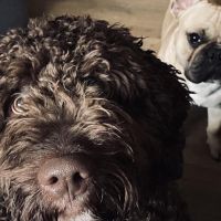 Hondenoppas werk Almere: baasje van Bruno en Jackson