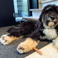 Hondenoppas werk Amstelveen: baasje van Skyler