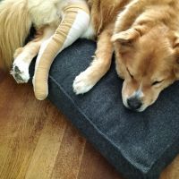 Hondenoppas werk Den Haag: baasje van Bink