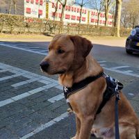 Hondenoppas werk Den Bosch: baasje van Teun