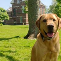 Hondenoppas werk Delft: baasje van Percy
